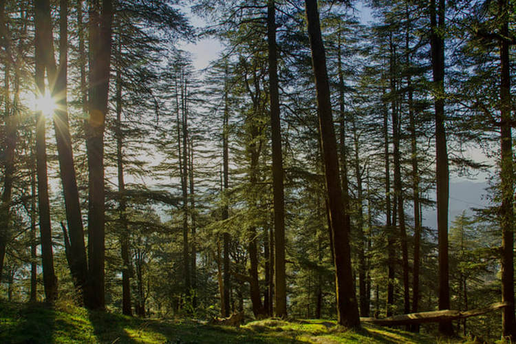  Hemkunj Estate Shimla