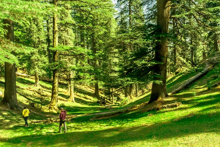  Hemkunj Estate Shimla